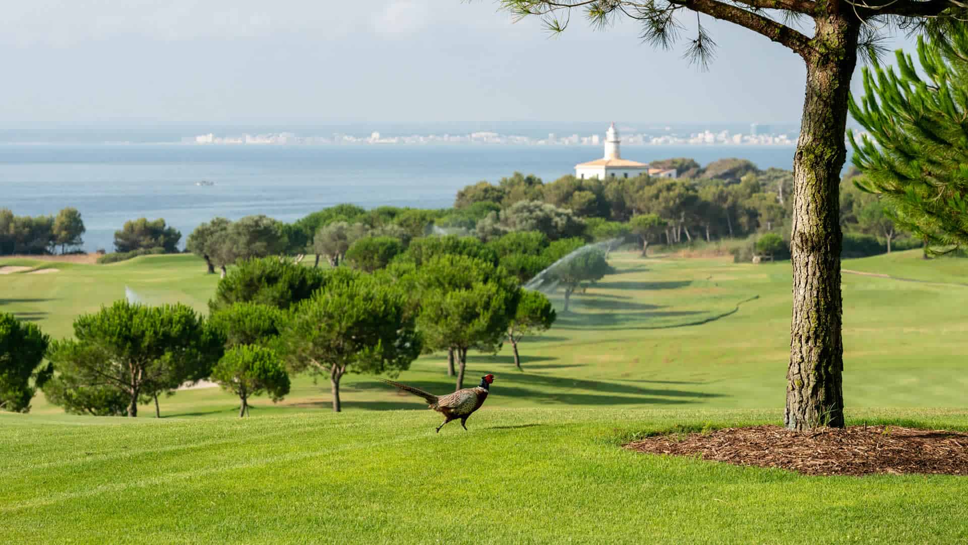 Greenclubgolf-Card-Suisse-Club-de-Golf-Alcanada-Espagne-3